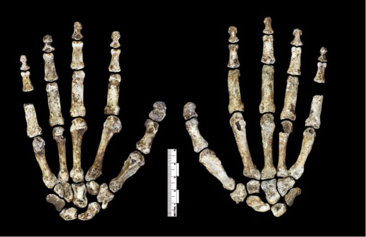 14 increíbles descubrimientos científicos de la década Homo naledi esqueleto de mano