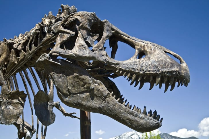 A T. Rex skull with the blue sky in the background.