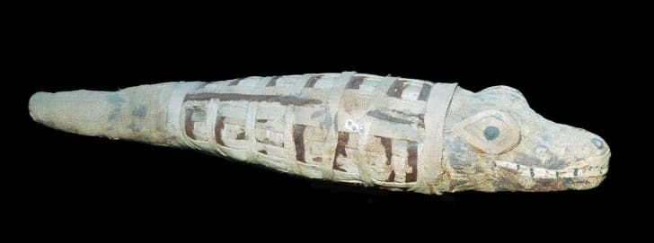 A mummified crocodile on a black background.