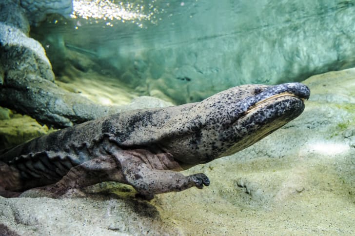 Giant chinese salamander.