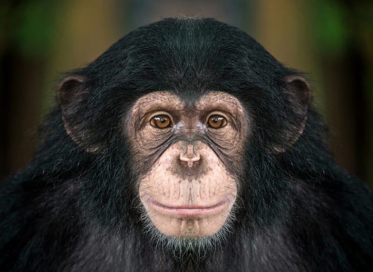 Close-up of chimpanzee.