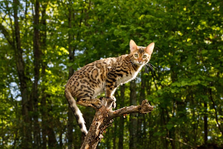 51250_gettyimages-678164900.jpg A Bengal Cat