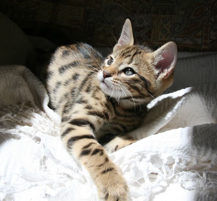 51250_gettyimages-511644973.jpg A cheetoh cat