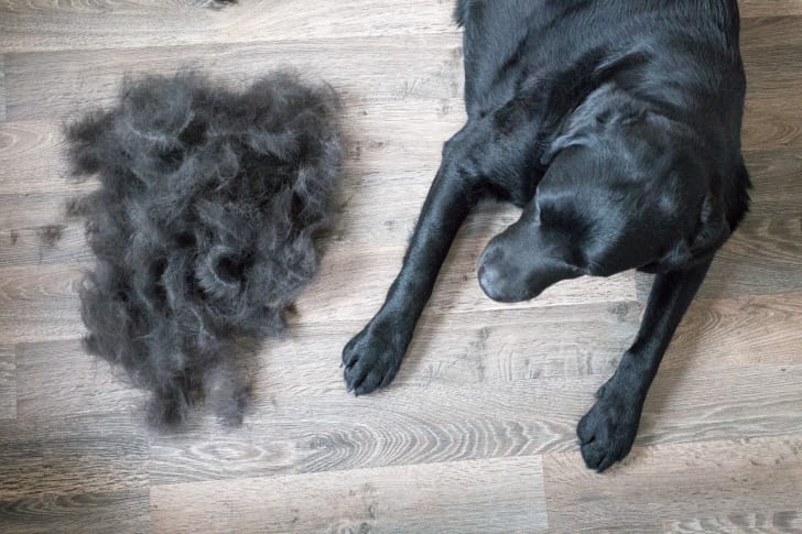 A dog next to a pile of dog hair.