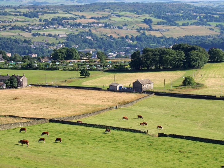 Green fields with cows