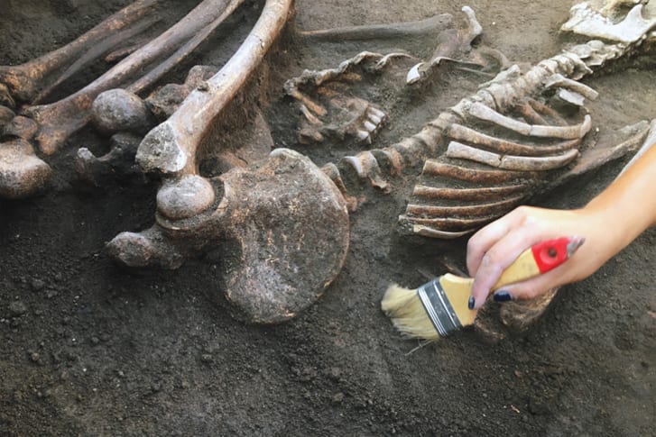 Bones at an excavation site.