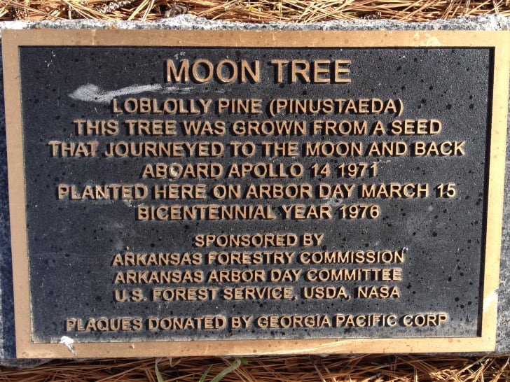 Moon Tree plaque. Moon Tree plaque.