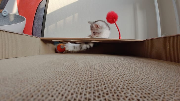 Board Game For Cats Mental Floss