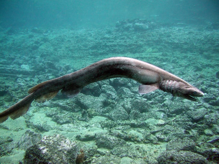 a frilled shark