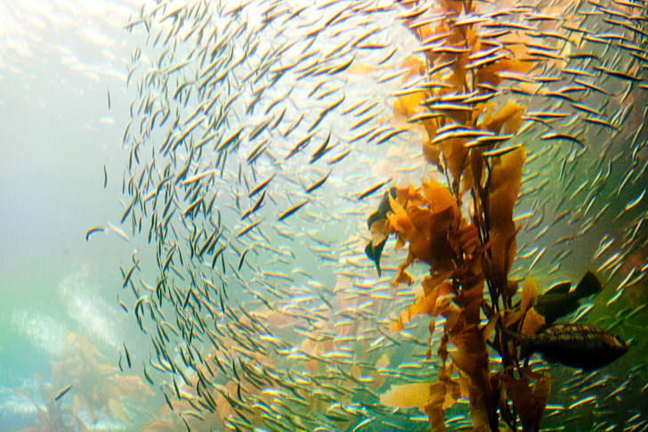 Little fish in the Giant Kelp Forest exhibit.