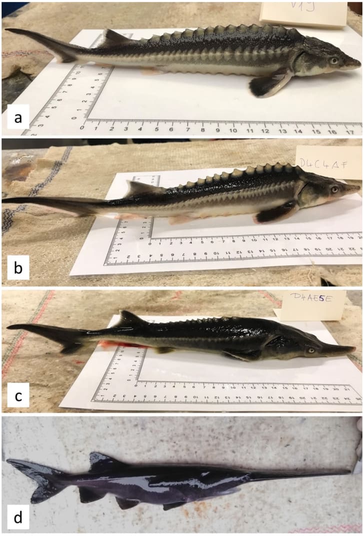 Conheça um novo peixe híbrido criado acidentalmente por cientistas