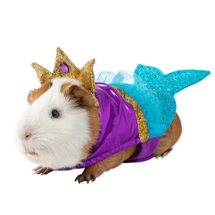Petsmart guinea pig discount water bottle