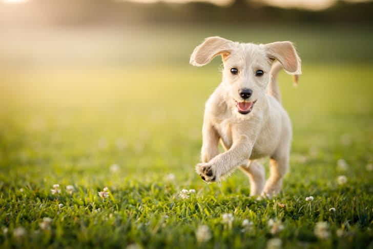 Puppy running in a park
