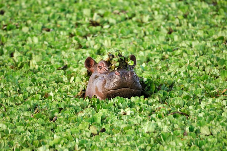 Hippo in a plant-filled lake