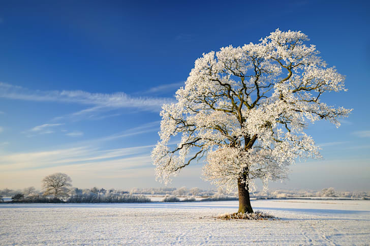 Frosty tree in a snow-covered field