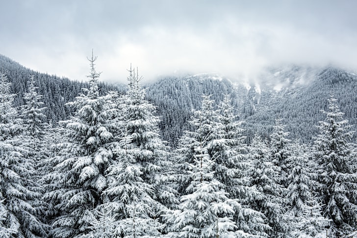 SNow-covered pine forest