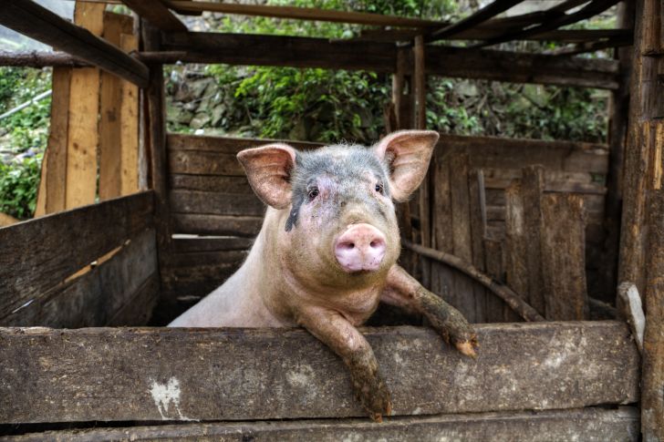 pig in pig pen
