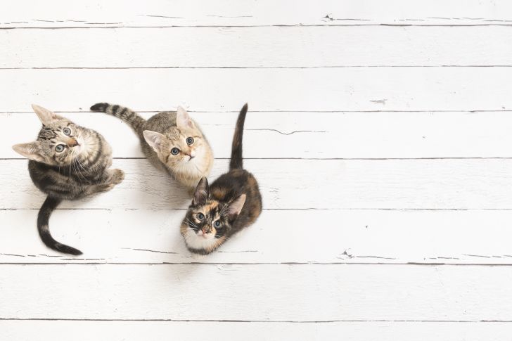 three cats