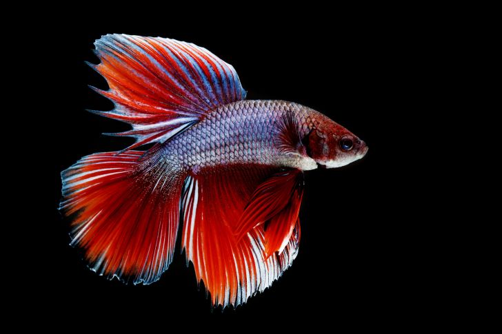 betta fish