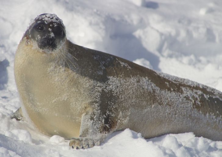 seal on snow