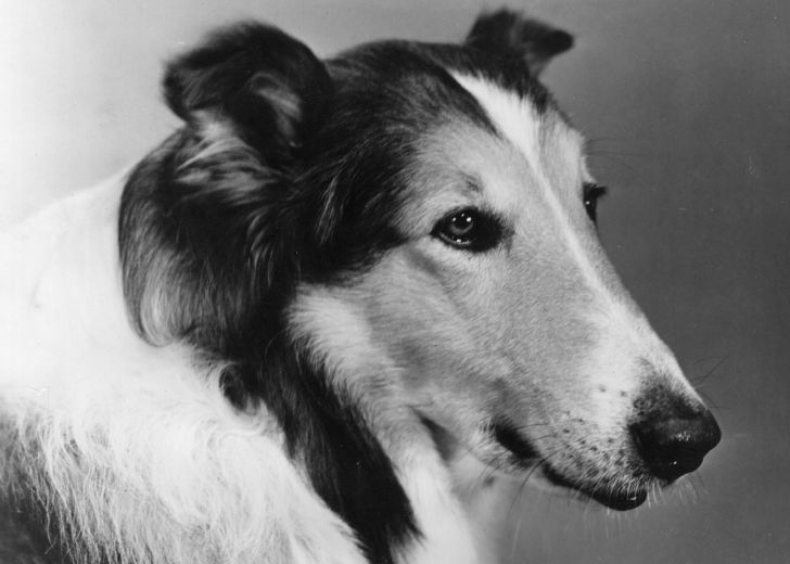 Lassie