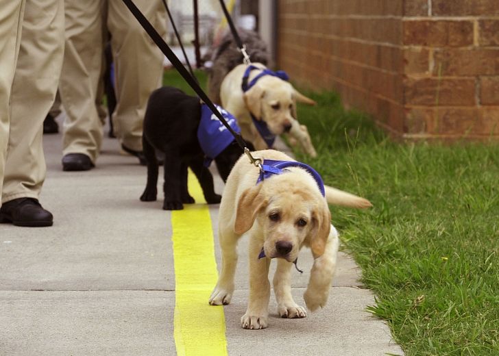 Guide dog puppies in training are led by their trainers.