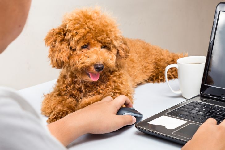 A poodle puppy sits on a desk next to a man working on a laptop.