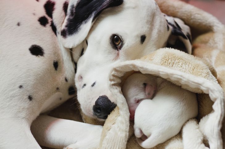 A mother Dalmatian and her puppy snuggle together.
