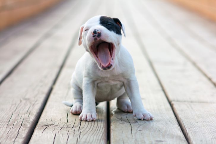 A puppy stands on a wooden walkway yawning.
