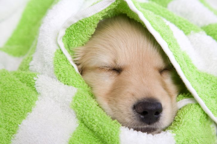 A golden retriever puppy wrapped in a green and white towel