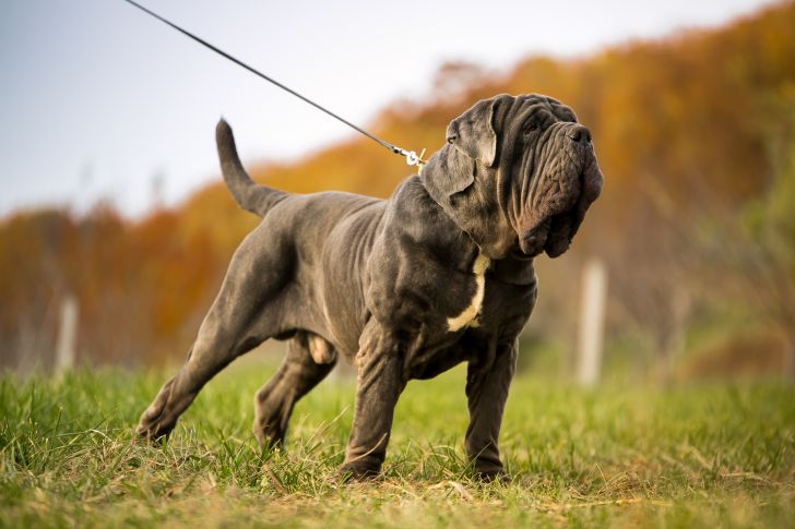 A Neopolitan Mastiff dog