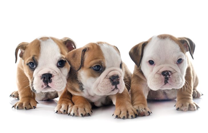 Three bulldog puppies