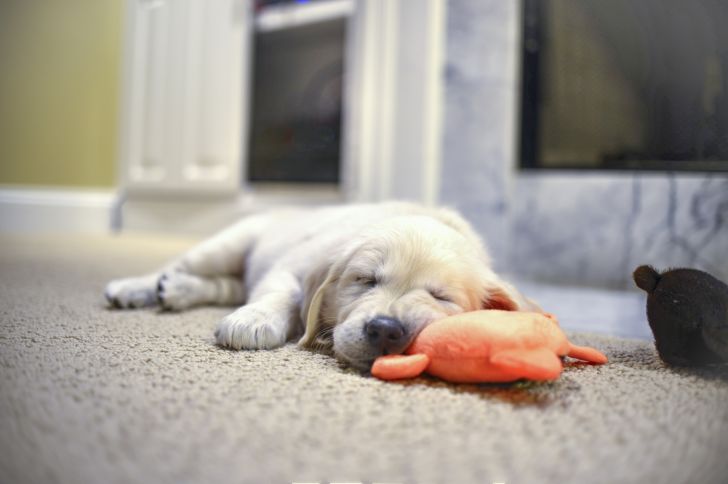 A puppy sleeps against a plush toy.