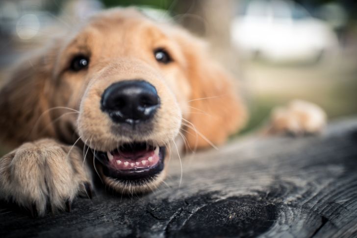 A puppy that still has its baby teeth