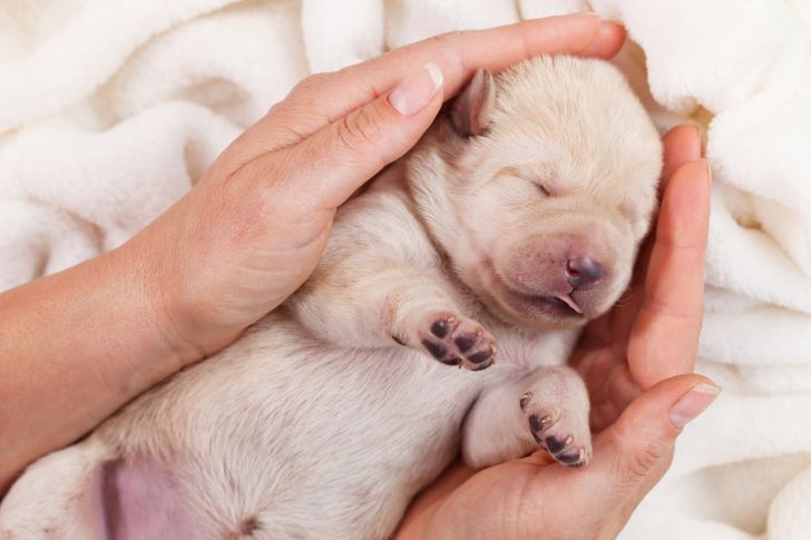 A newborn baby puppy