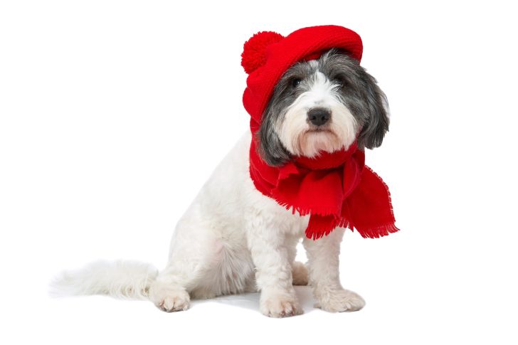 A dog with a red beret and a scarf.