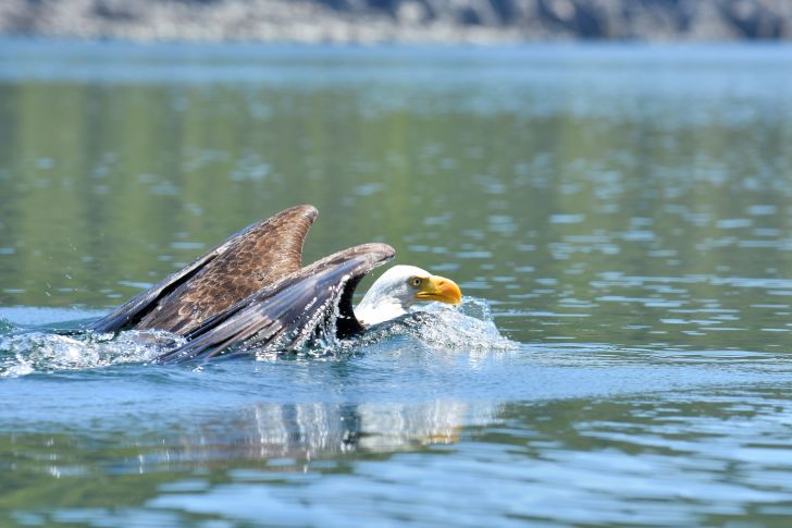 A bald eagle