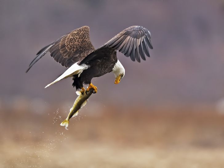 A bald eagle carries a fish off in its talons.