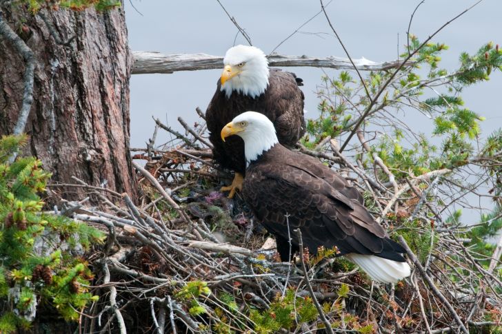 Two bald eagles in their large nest.