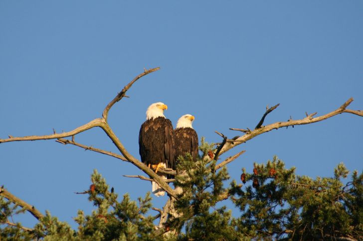 Two bald eagles perched on a tree.