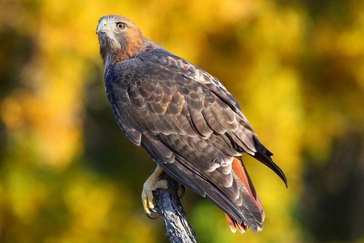 A red-tailed hawk.