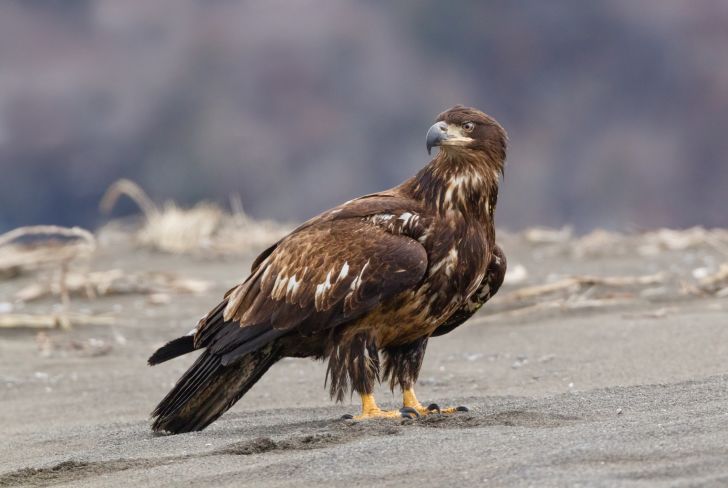 A young bald eagle with a brown head on a beach.