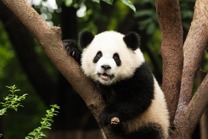panda in tree