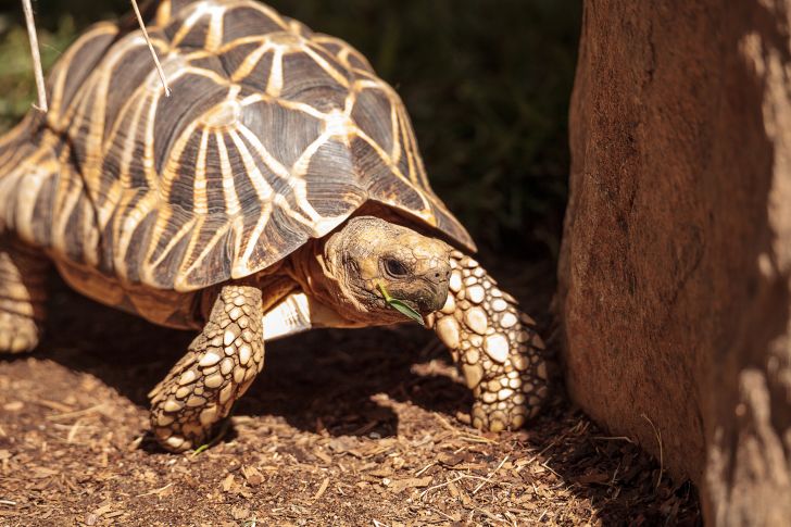 Burmese star tortoise