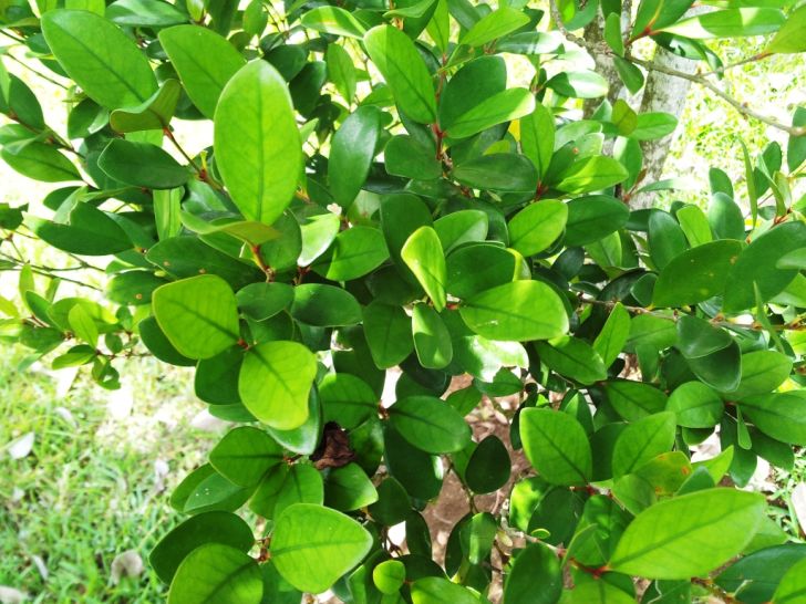 Cafe Marron tree