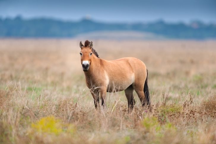 Przewalski's horse in autumn field