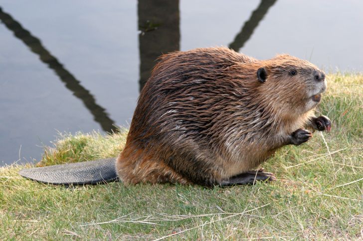 North American beaver