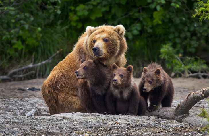 a family of brown bears