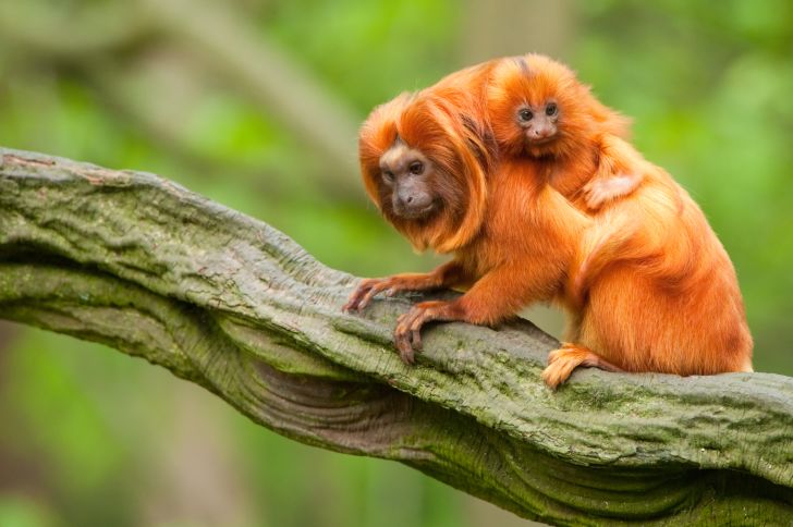 two tamarins