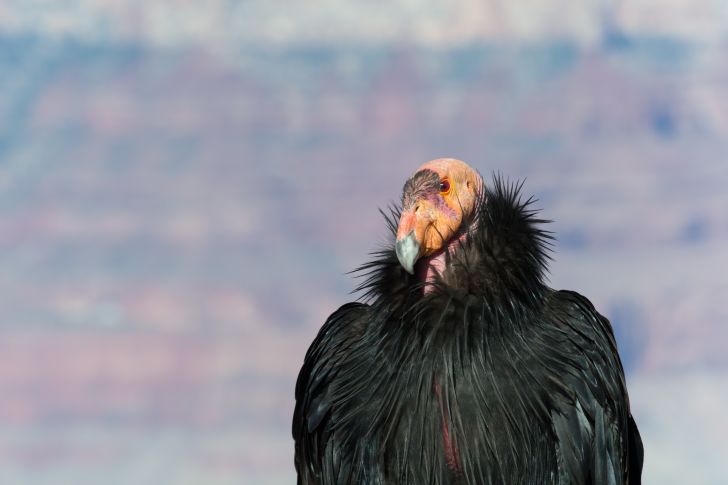 portrait of a California condor
